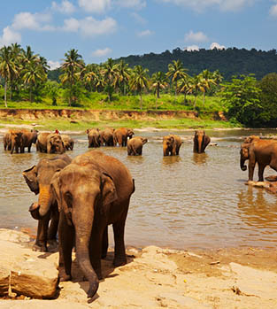 A herd of elephants bathing in a river in Sri Lanka