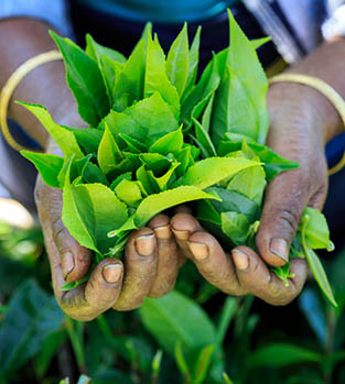 Tea leaves from a tea plantation, Sri Lanka