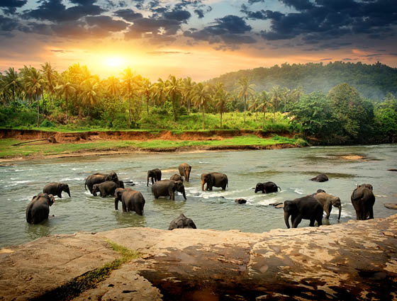 See herds of elephants on a tour to Sri Lanka