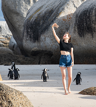 Penguins at Boulder Beach