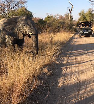 Elephant on game drive