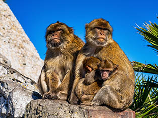 Wild macaques on Gibraltar Rock