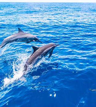 Dolphins jumping on the surface of the water