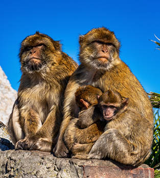 Close up of a wild macaque or Gibraltar monkey, one of the most famous attractions of Gibraltar