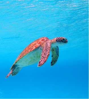 A sea turtle in Barbados waters A sea turtle in Barbados waters