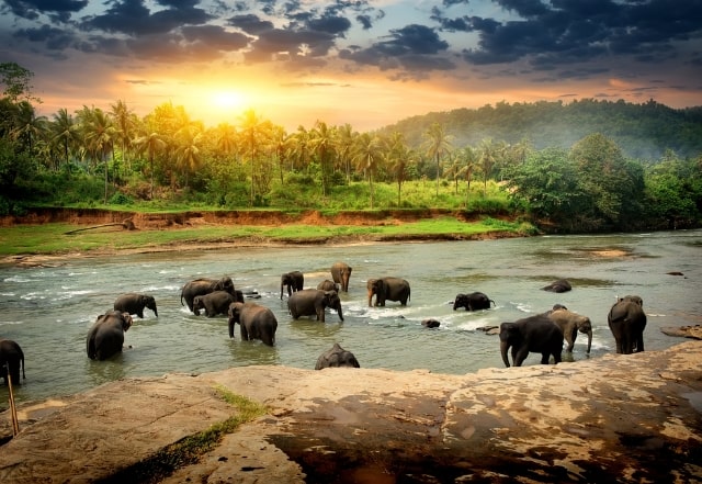 Elephants bathing in a river at sunset in Sri Lanka