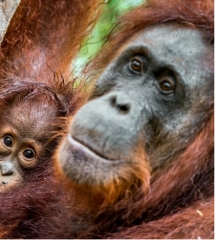 Orangutan Island