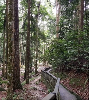 Forest Research Institute of Malaysia