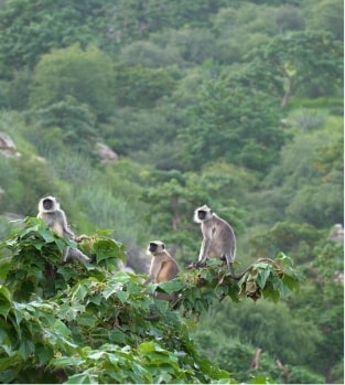 Monkeys in the wild in Barbados