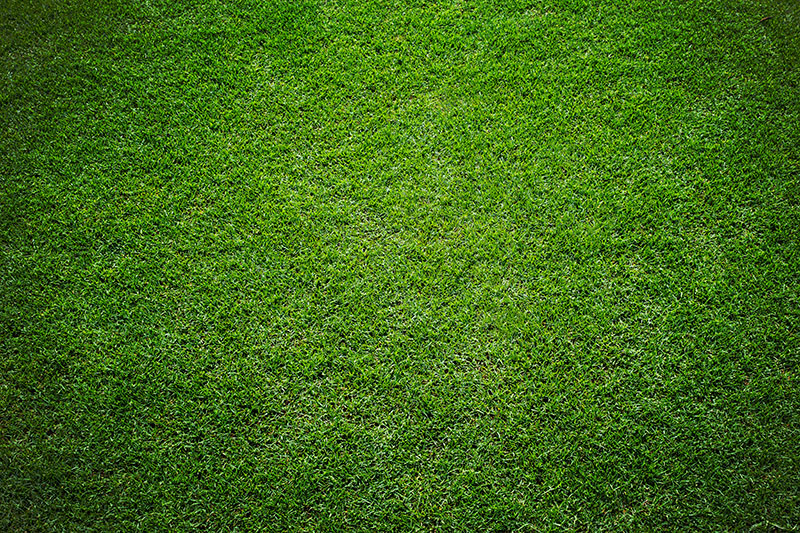 grass