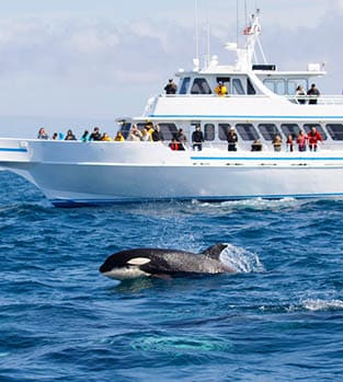 Orca whale-watching
