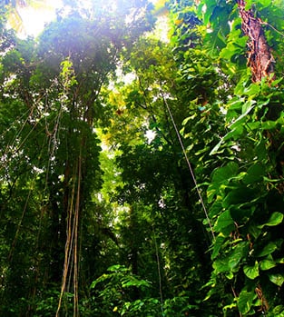 A rainforest in Saint Lucia