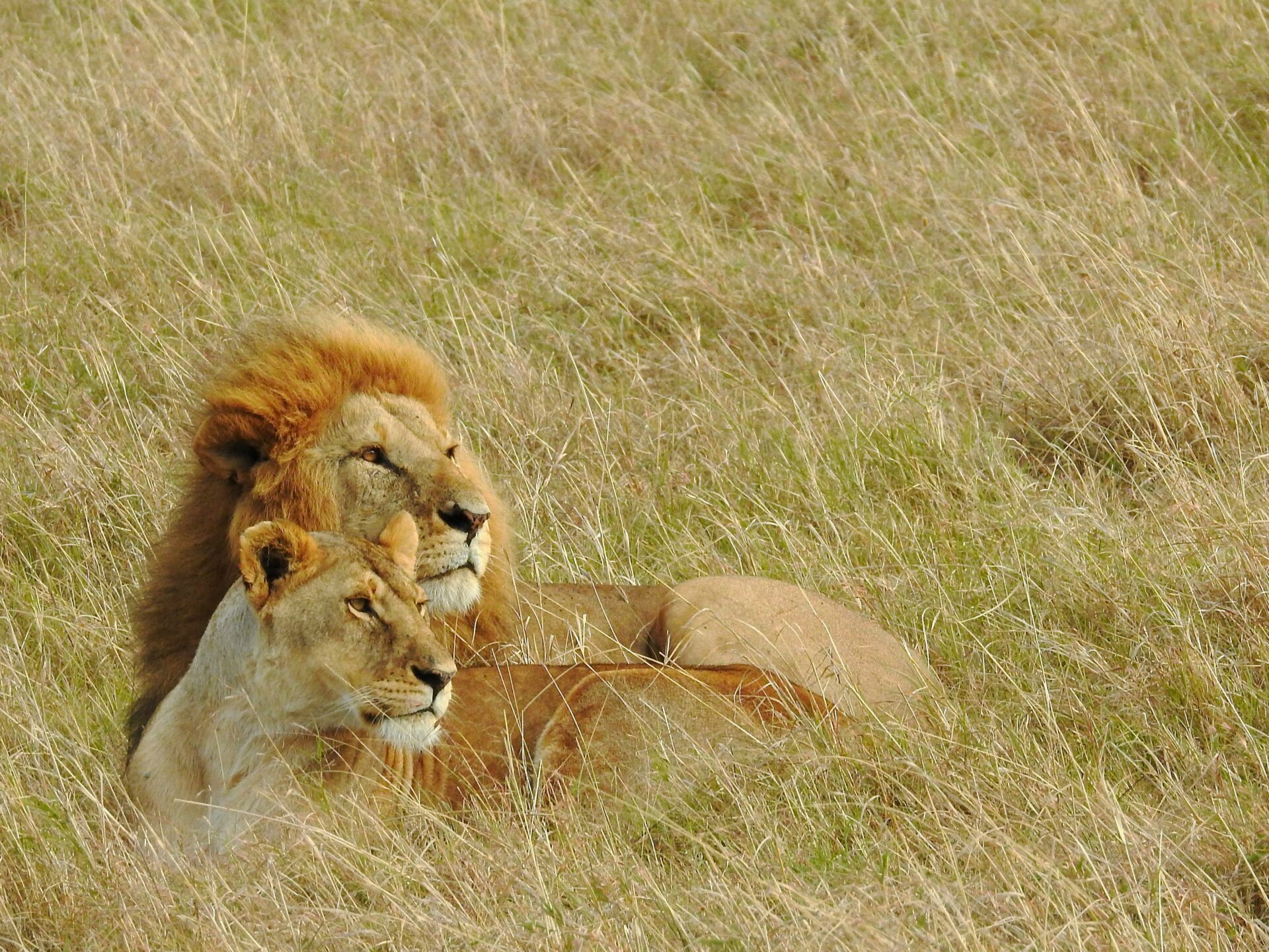 Lions lying in the yellow grass in Kenya