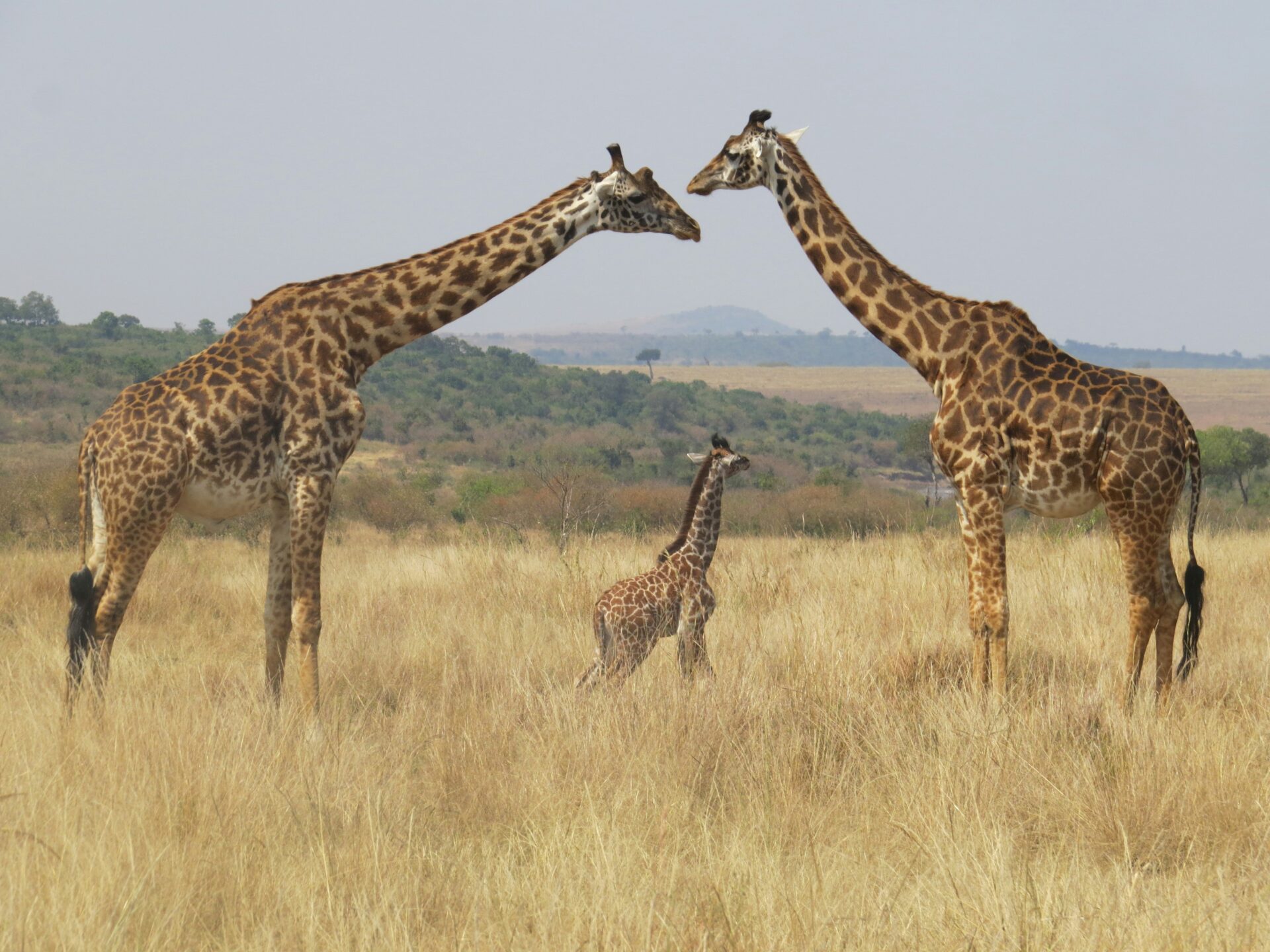 A giraffe family in Masai Mara, Kenya