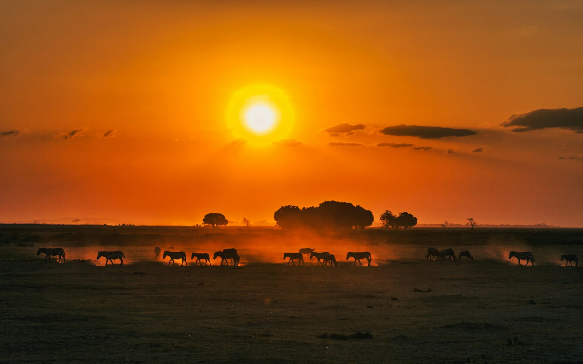 Sunset over a herd of zebras in Maasai Mara, Kenya