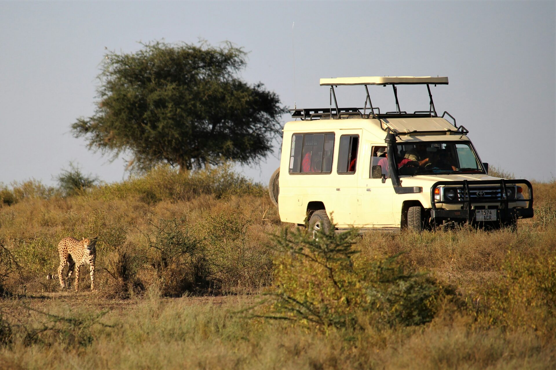 Group observing a cheetah in the wild during a safari game drive in Kenya