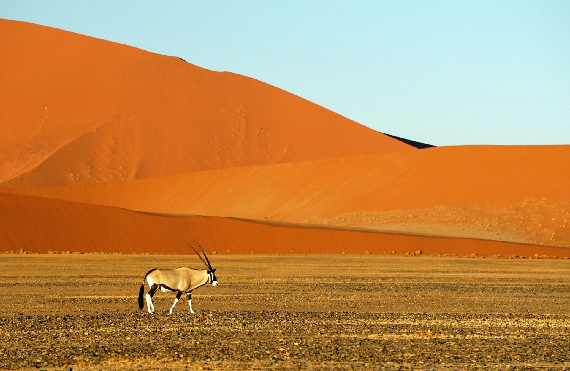 Oryx antelope with an orange sandy dune in the background, Deadvlei, Namibia