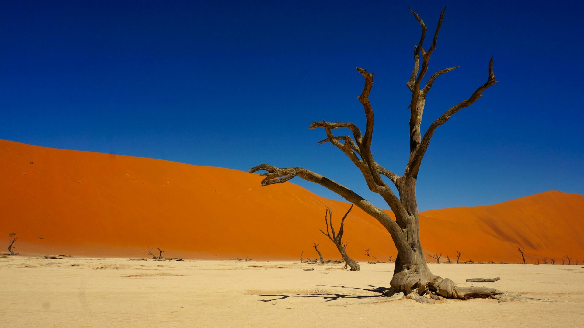 Dead tree in Deavlei with orange sandy dune and contrasting blue sky as a backdrop, Namibia