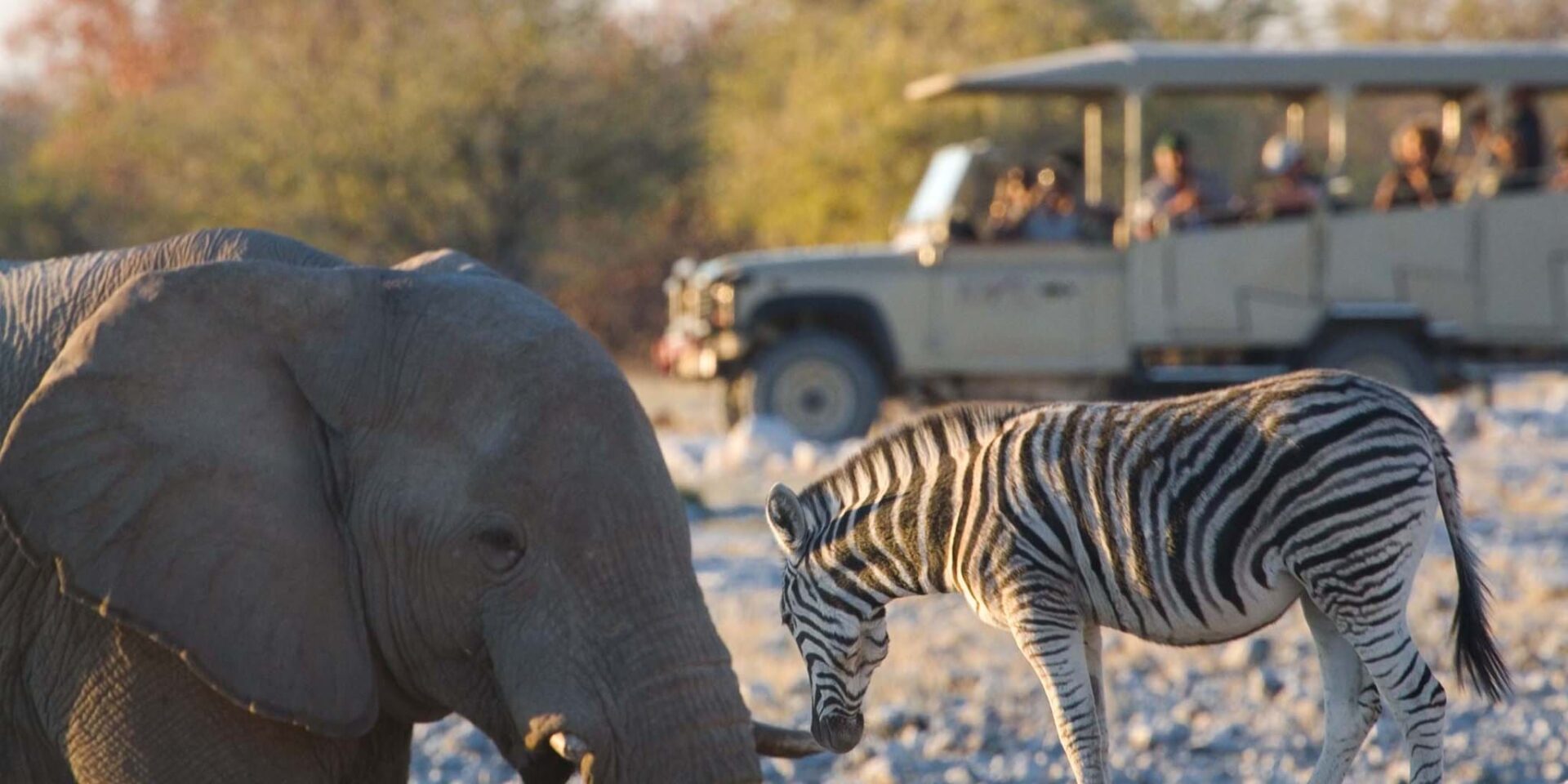 Zebra and elephant side by side in Etosha National Park, Namibia