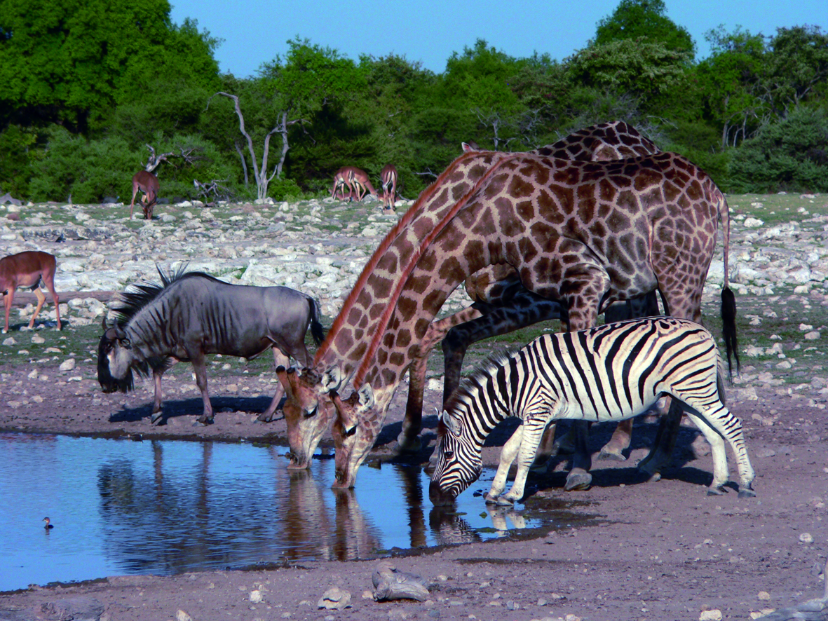 Zebras and giraffes drinking from a waterhole in Namibia